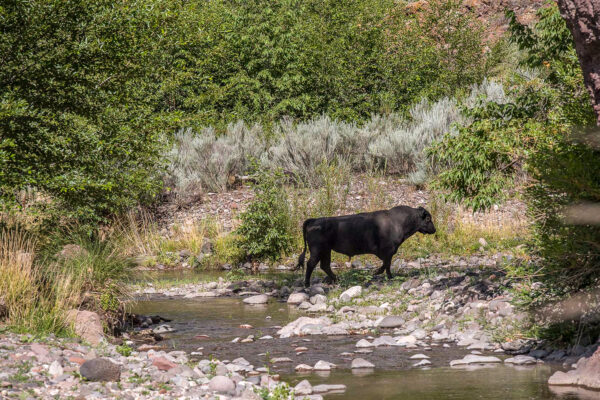A cow in the Escalante River.