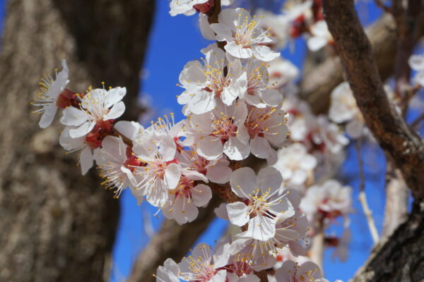 Apricot blossoms representing a new beginning