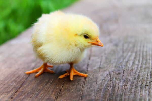 A little chick symbolizing Easter