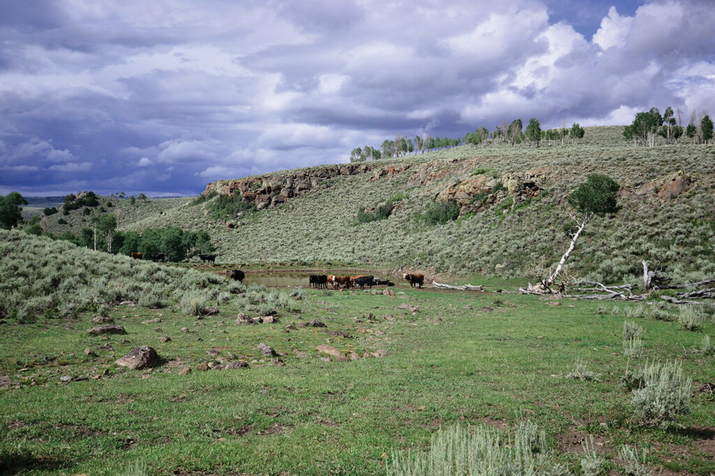 Cows grazing