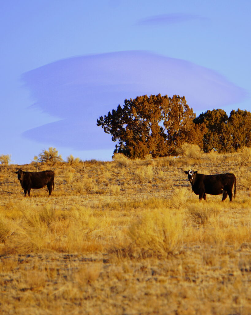 cows graze in a big open field of yellow grass