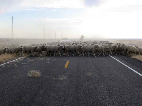 sheep cross a highway