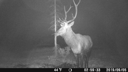 A trail camera captures a deer