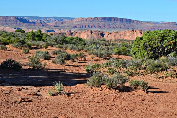 Shrubs, which seem to adapt well to drought, in red sand in Southern Utah