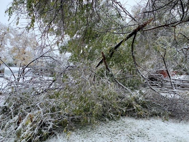 A giant, leaf-covered tree branch lies on the ground after the first snow of the season