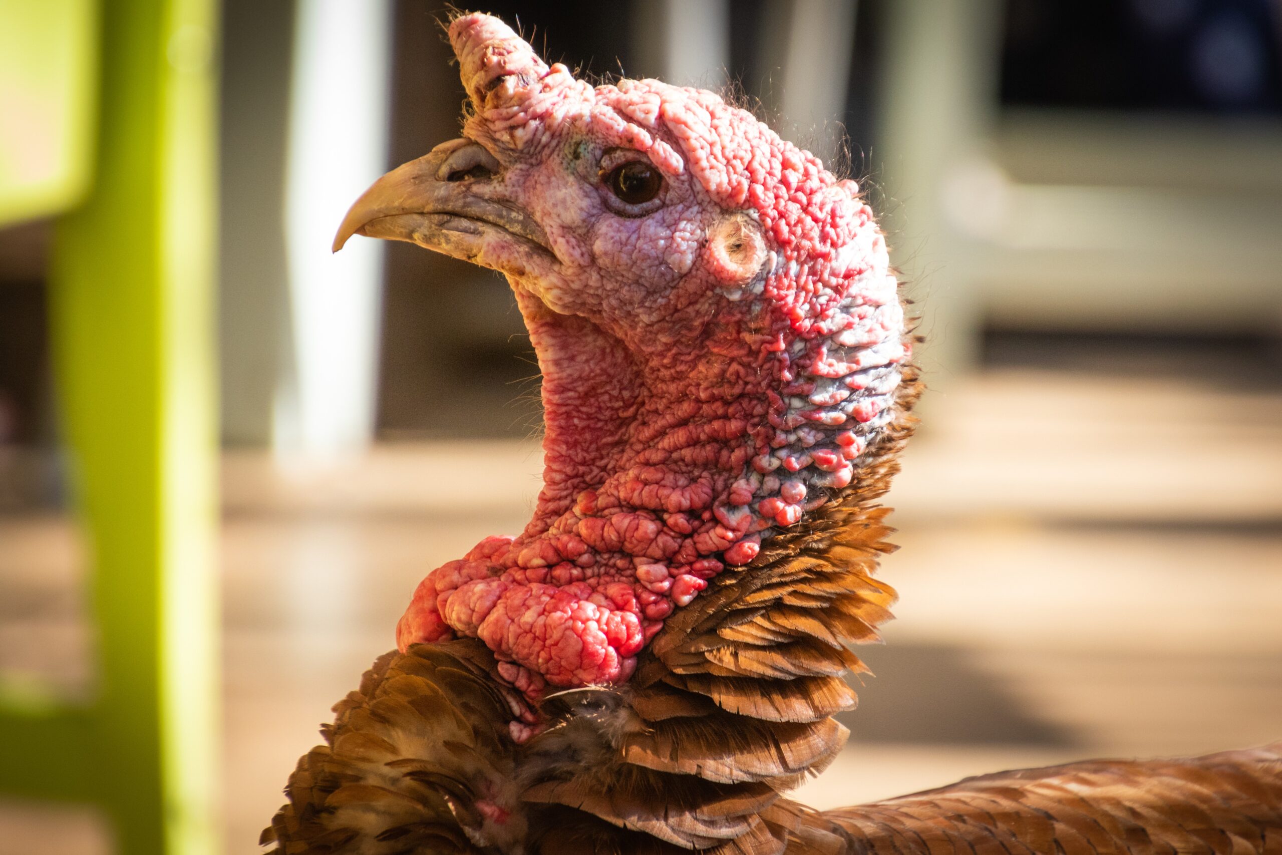 Close-up of a normal turkey