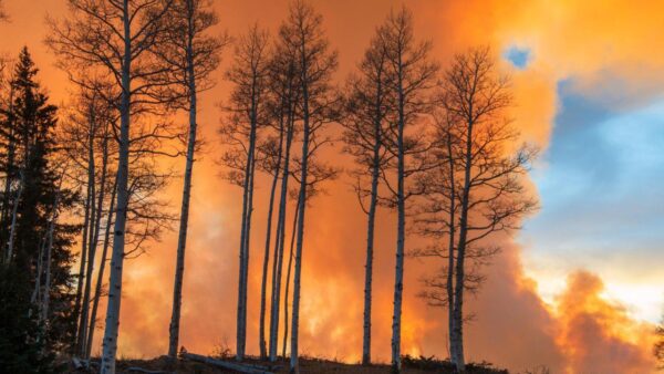 Red smoke behind aspens.