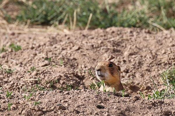 A Utah prairie dog pops out of his hole for a look at the outside world.