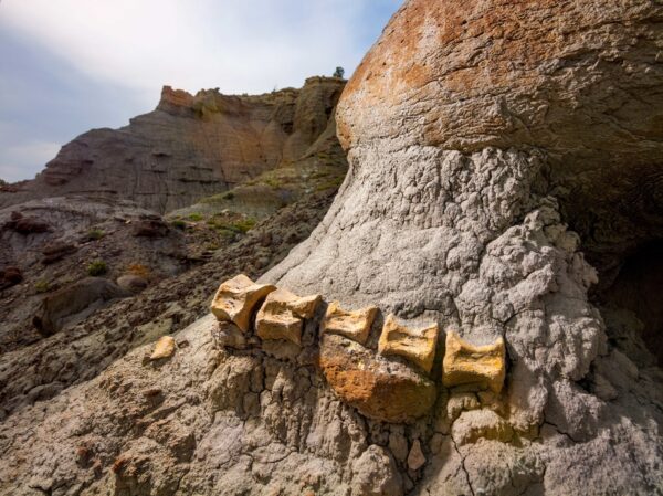 Dinosaur bones in the Grand Staircase-Escalante National Monument