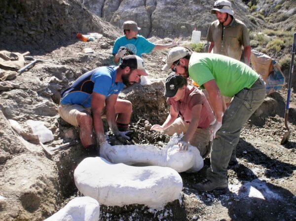 A Team of paleontologists covering dinosaur bones.