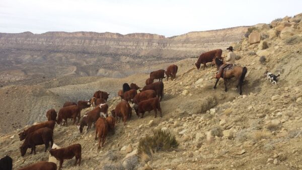 Cows grazing at 50-mile in Glen Canyon NRA.