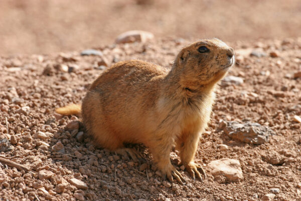 A Utah Prairie dog on all fours looks up curiously.