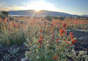 Globe Mallow and a New High School in Wayne - The Byway