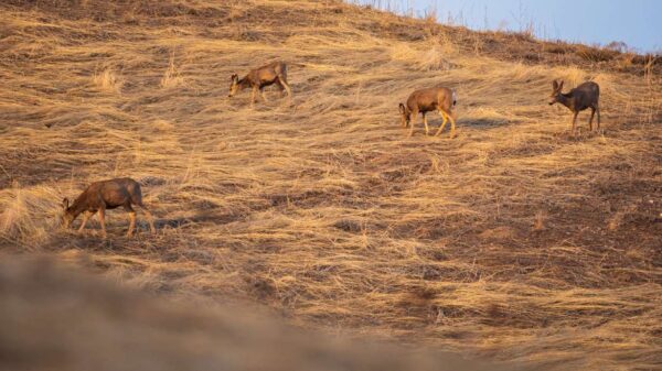 Deer on a dry hill in Northern Utah.