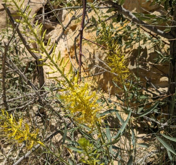 Yellow desert plume.