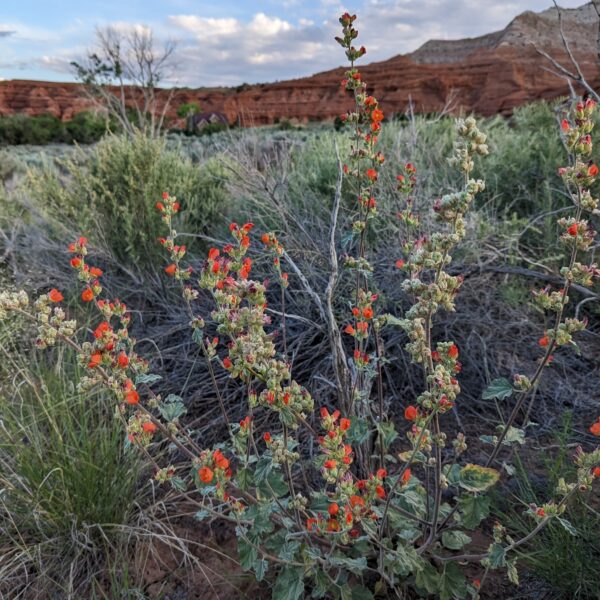 Desert globemallow with clumps of little orange flowers.