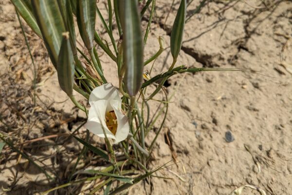 Doubting mariposa lily, kind of like a sego lily.