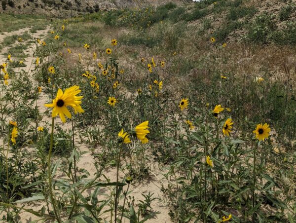 A field of prairie sunflowers.