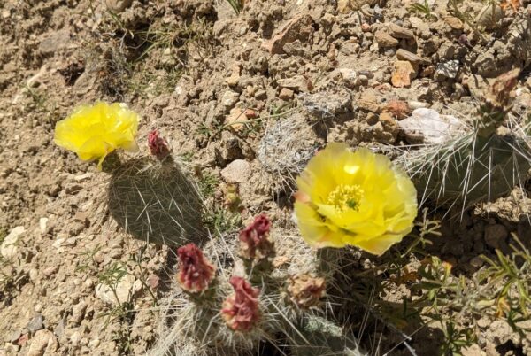prickly pear cactus with big yellow flowers.