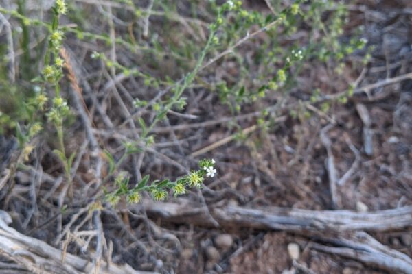 A teeny, tiny white flower on a western stickseed.