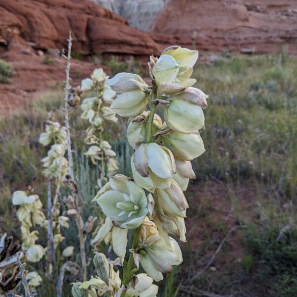 A clump of white flowers on top of the stalk of a yucca plant.