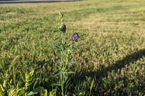 A purple alfalfa flower.