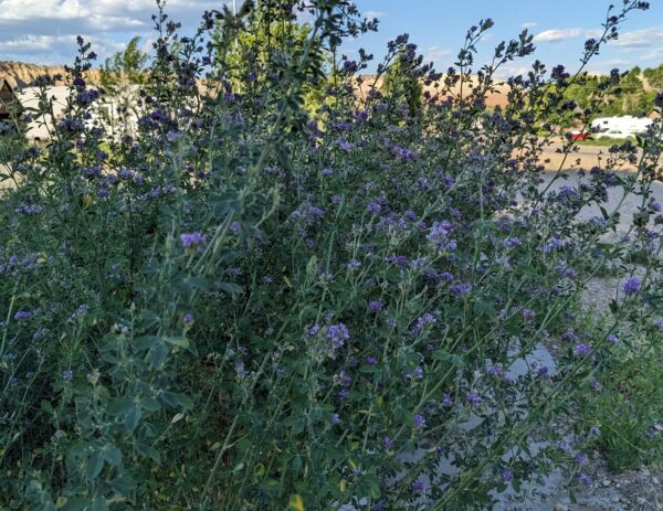 A clump of alfalfa, flowers and all, growing in Cannonville.