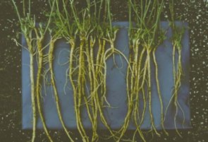 Long Alfalfa roots.