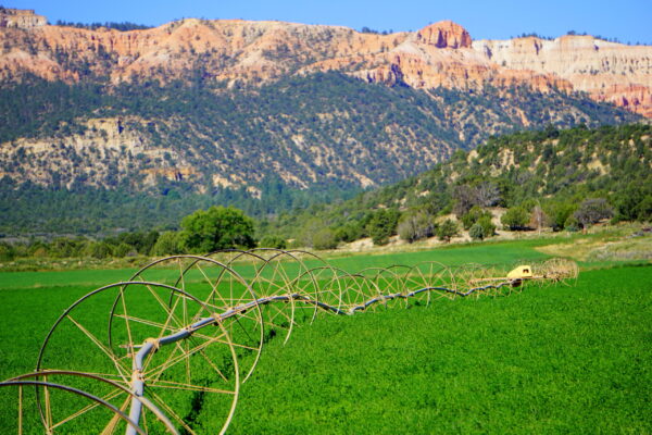 Green alfalfa field with red rocks in the background.