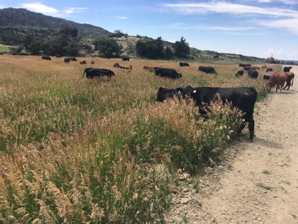 Around 2 dozen cows graze in long grasses by a dirt road.