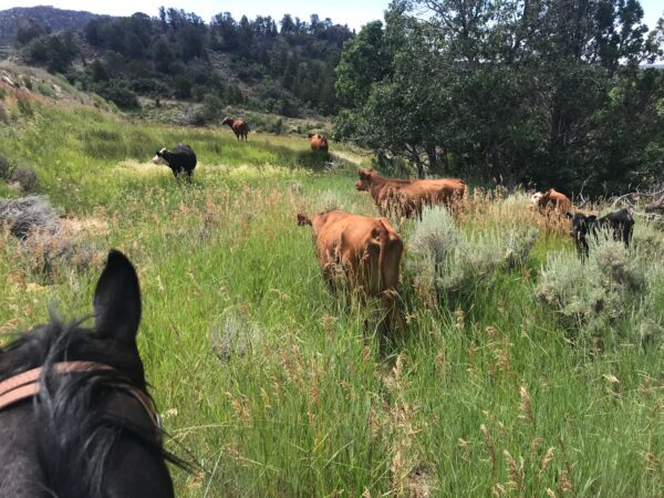 A group of beef cows is herded through long green grasses. The picture is taken from the perspective of a rider on a horse seen in the corner.