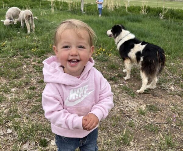 Sweden in the yard with her dogs and sheep.