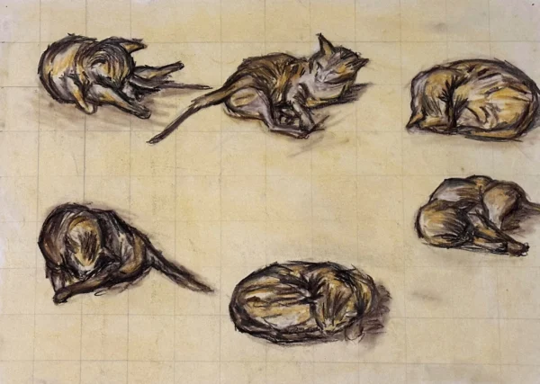 A cat sketched in different positions, mostly sleeping.
