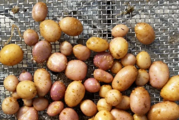 Almost 50 different-sized solanum potatoes on a strainer.