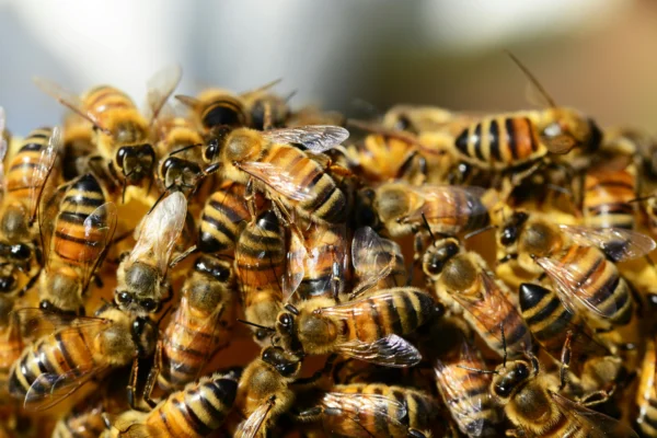 A swarm of bees on a honeycomb.