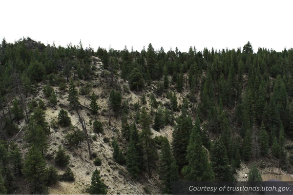 A hilly, brushy area next to Mammoth Creek.