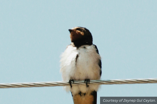 A swallow on a wire. Courtesy of Zeynep Gul Ceylan.