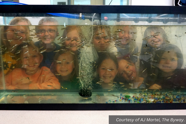 Eleven Escalante first and second graders peering through the trout tank in their classroom. Courtesy of AJ Martel, The Byway.